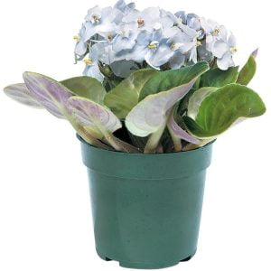African Violet Potted Plant Food Picture