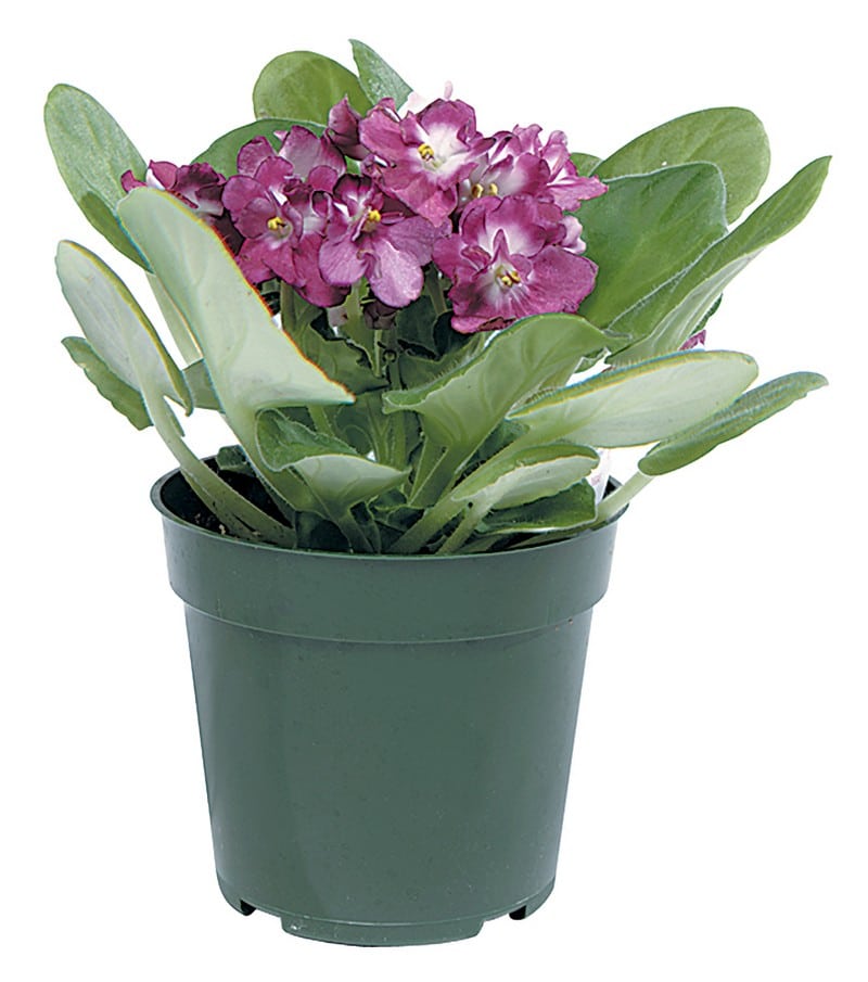 African Violet Potted Plant Food Picture
