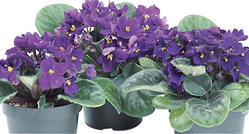 African Violet Potted Plants Food Picture