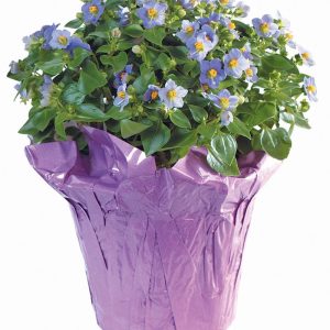 Violet Persian Potted Flowers Food Picture