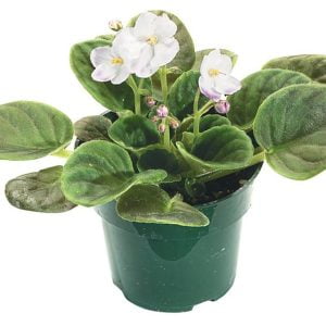White Violet Potted Plant Food Picture