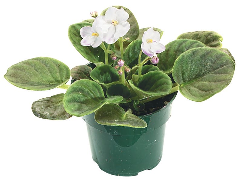 White Violet Potted Plant Food Picture