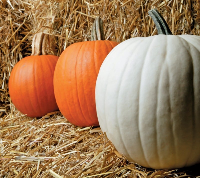 White and Orange Pumpkins in Hay Food Picture