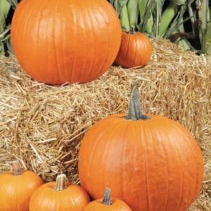 Pumpkin Assortment on Bales of Hay Food Picture