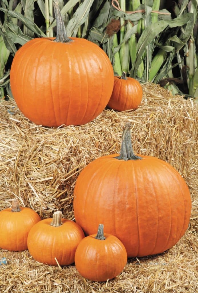 Pumpkin Assortment on Bales of Hay Food Picture