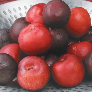 Red and Black Plums on a Plate Food Picture