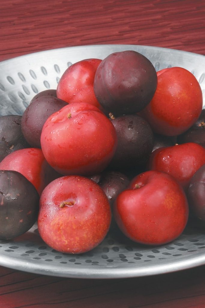 Red and Black Plums on a Plate Food Picture