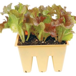 Red Lettuce Potted Plant Food Picture