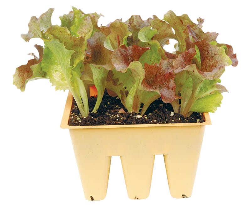 Red Lettuce Potted Plant Food Picture