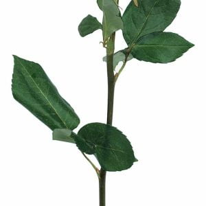 Single Pink Rose with Stem Food Picture