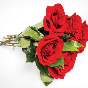 Half dozen red roses on white and light gray background Food Picture