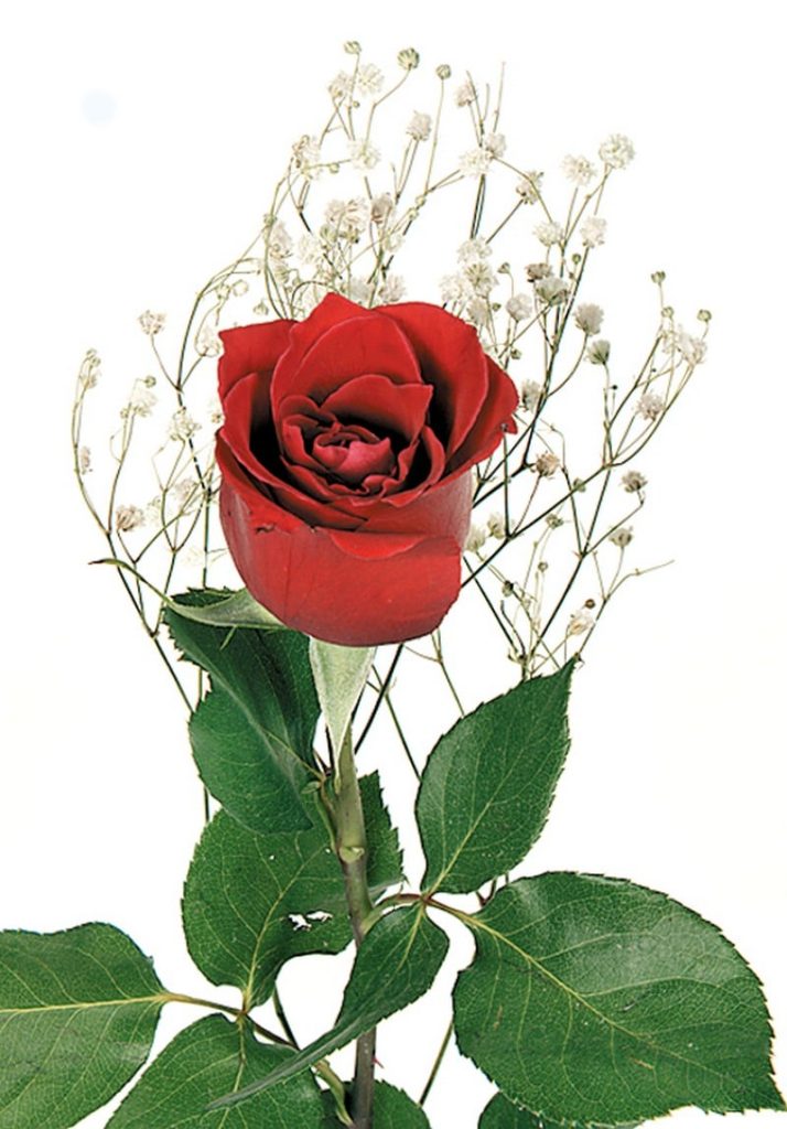 Single Red Rose on White Background Food Picture