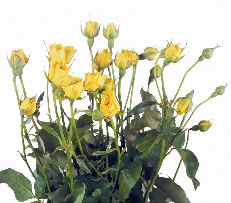 Yellow Rose Spray Plant on White Background Food Picture