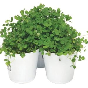 Shamrock Plants in White Pots Food Picture