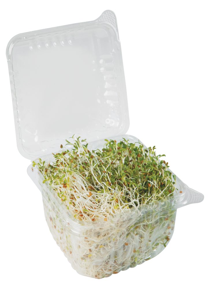 Alfalfa Sprouts in Plastic Container Food Picture