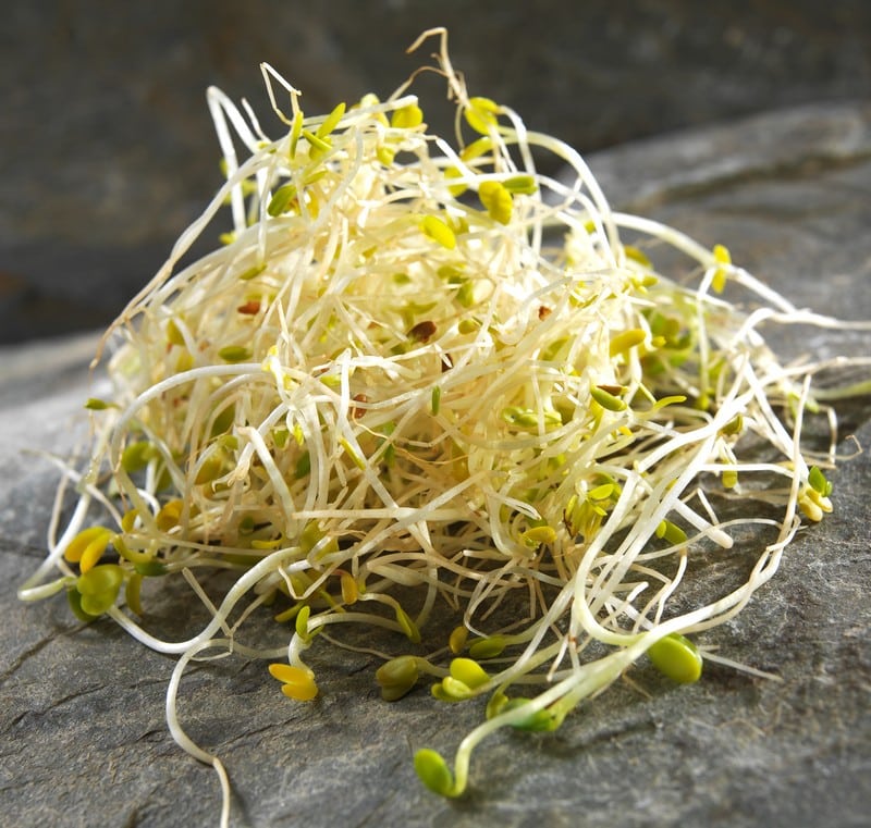 Alfalfa Sprouts Food Picture
