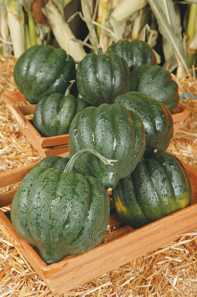 Baskets of Acorn Squash on Hay Food Picture