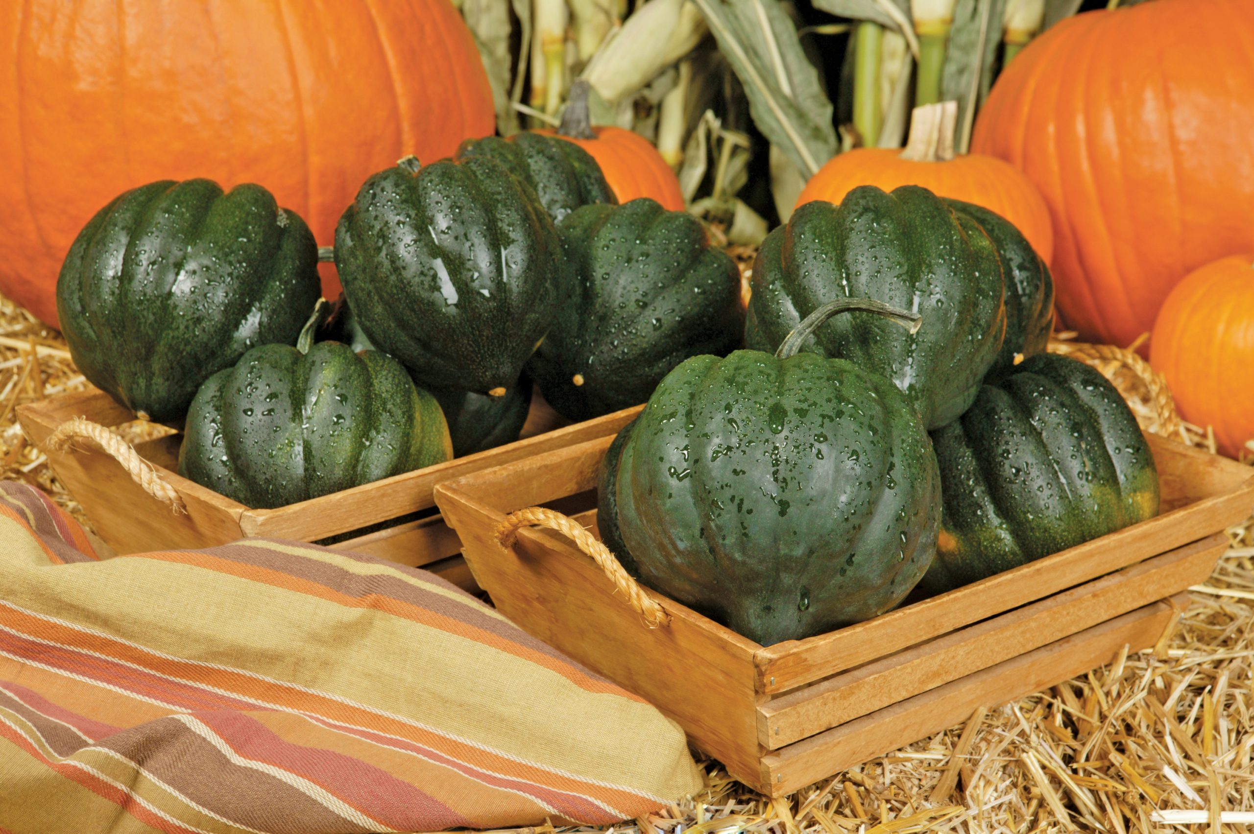 Baskets of Acorn Squash on Hay Food Picture