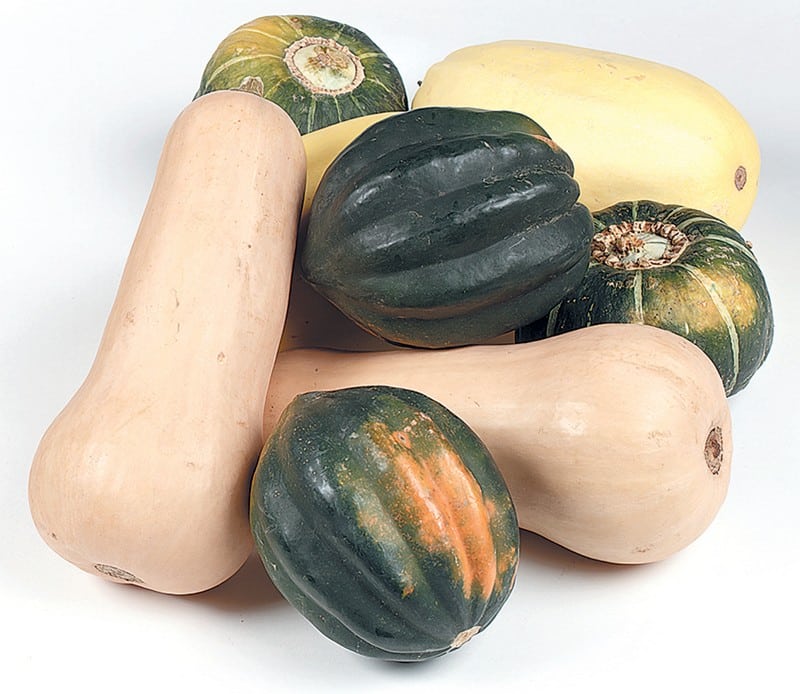 Assorted Squash on White Background Food Picture