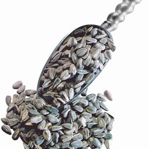 Sunflower Seeds Food Picture