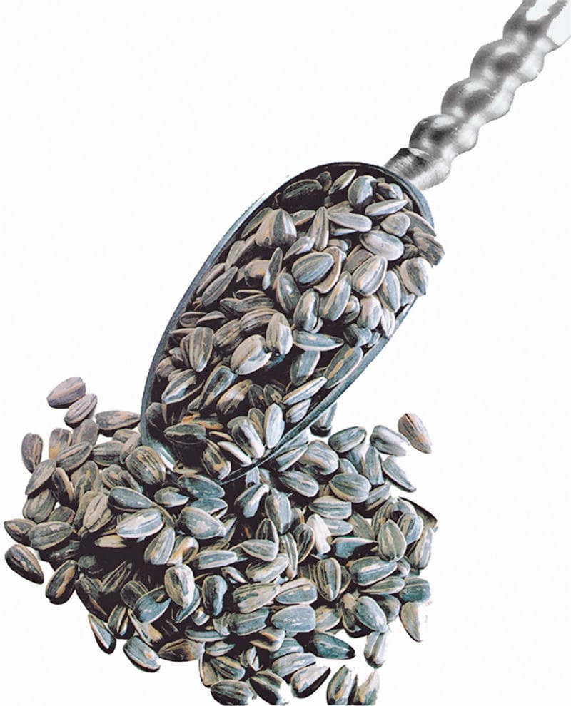 Sunflower Seeds Food Picture