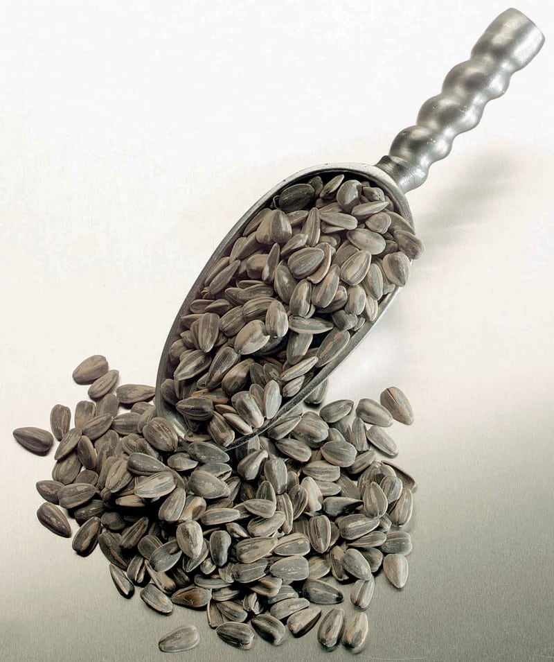 Sunflower Seeds Inside a Scoop Food Picture