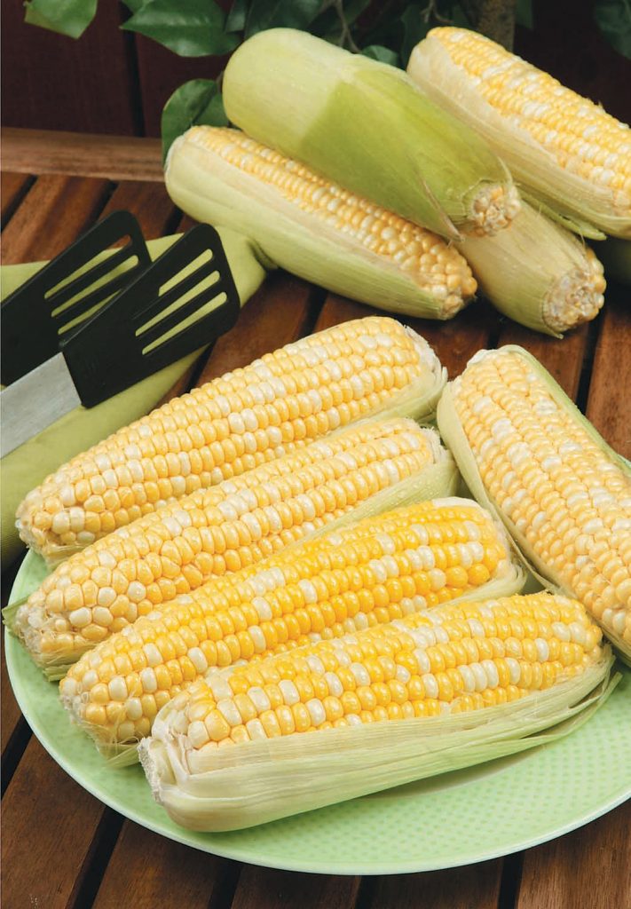 Fresh Corn on the Cob on a Green Plate Food Picture