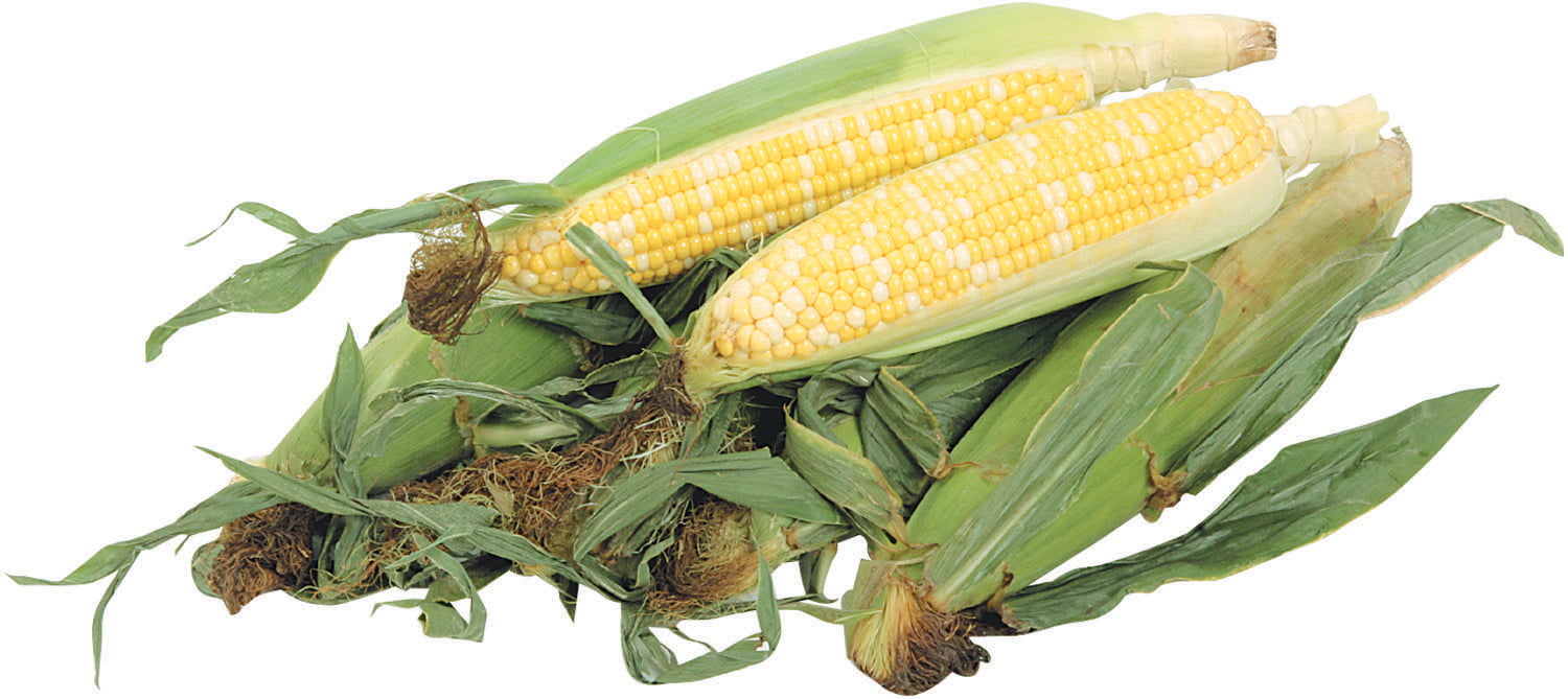 Fresh Sweet Corn on a Cob Food Picture
