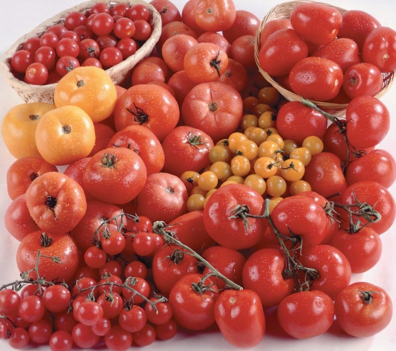 Assorted Tomatoes Food Picture