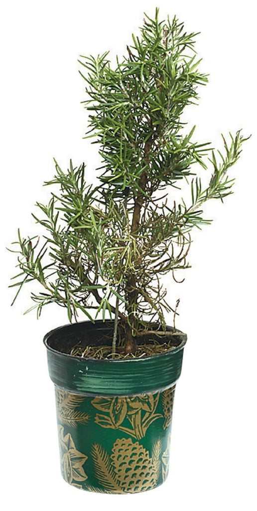 Rosemary Tree in Green and Gold Pot Food Picture