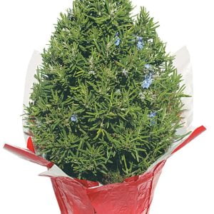 Rosemary Tree In Red Foil Pot Food Picture
