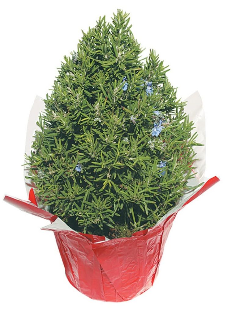 Rosemary Tree In Red Foil Pot Food Picture