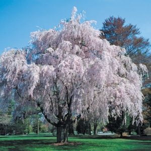 Full View Of Weeping Willow Tree, Pink Food Picture