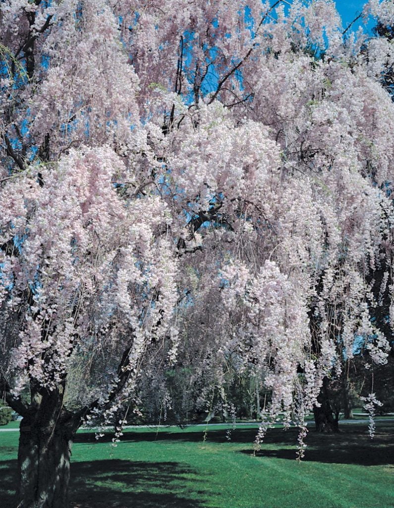 Weeping Willow Tree Pink Food Picture