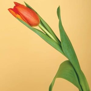 Single Loose Tulip on Yellow Background Food Picture