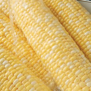Washing Corn On The Cobb Food Picture
